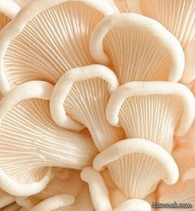 نمونه سوال فنی و حرفه ای پرورش دهنده قارچ صدفی- خوراکی