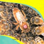 نمونه سوال فنی و حرفه ای پرورش دهنده ملکه زنبور عسل